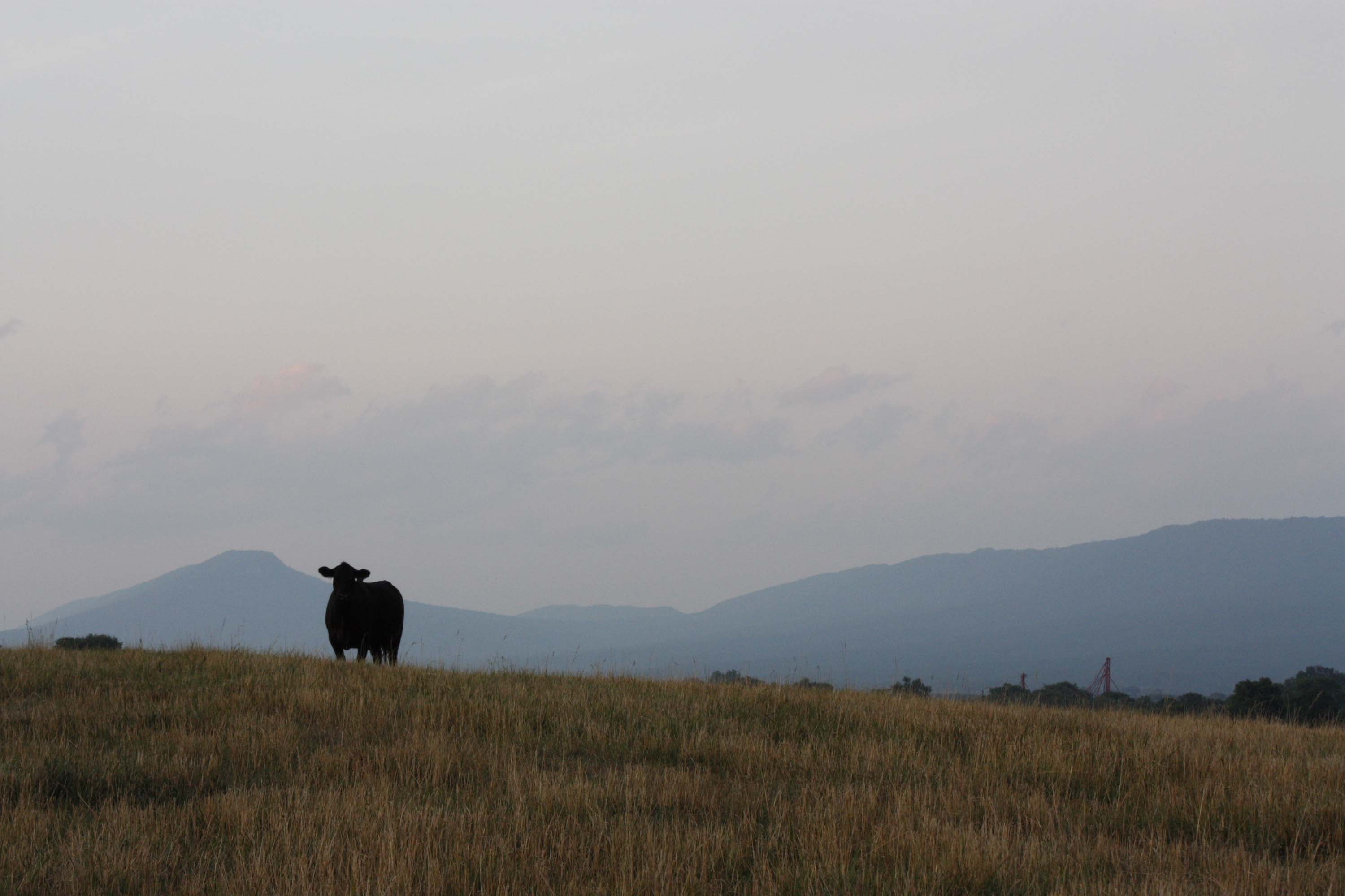 Beef’s a trip day 17: From here to there–and a lot more