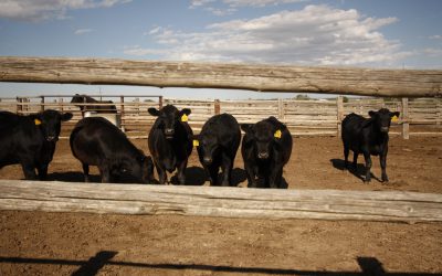 Chefs hit cattle country