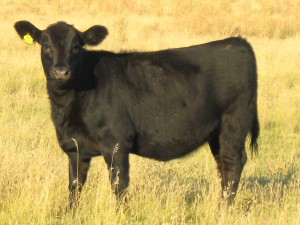 Meyring Cattle Co, NE, PD
