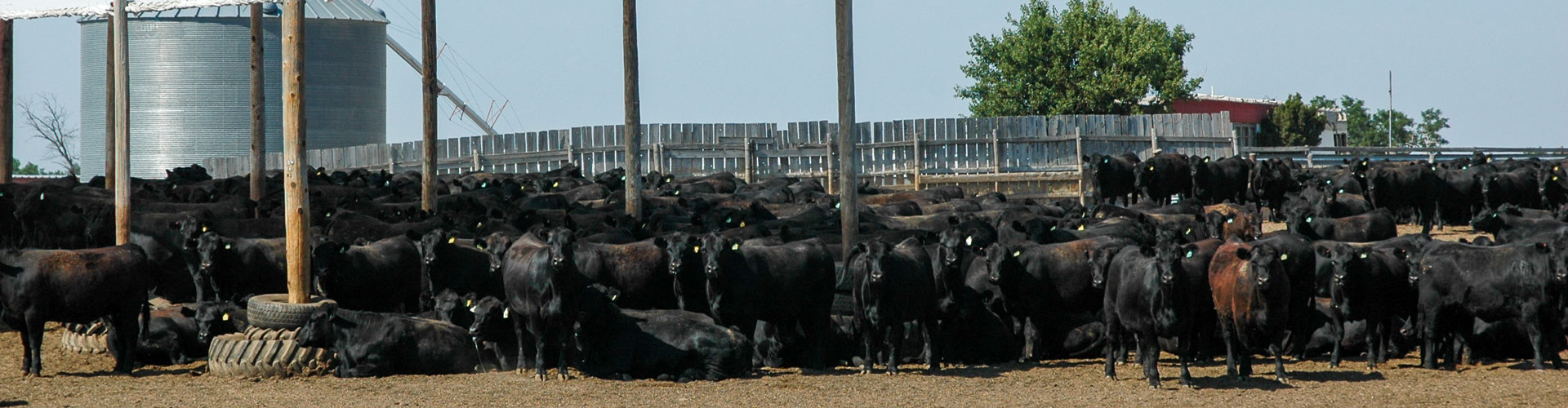 fed cattle under shade