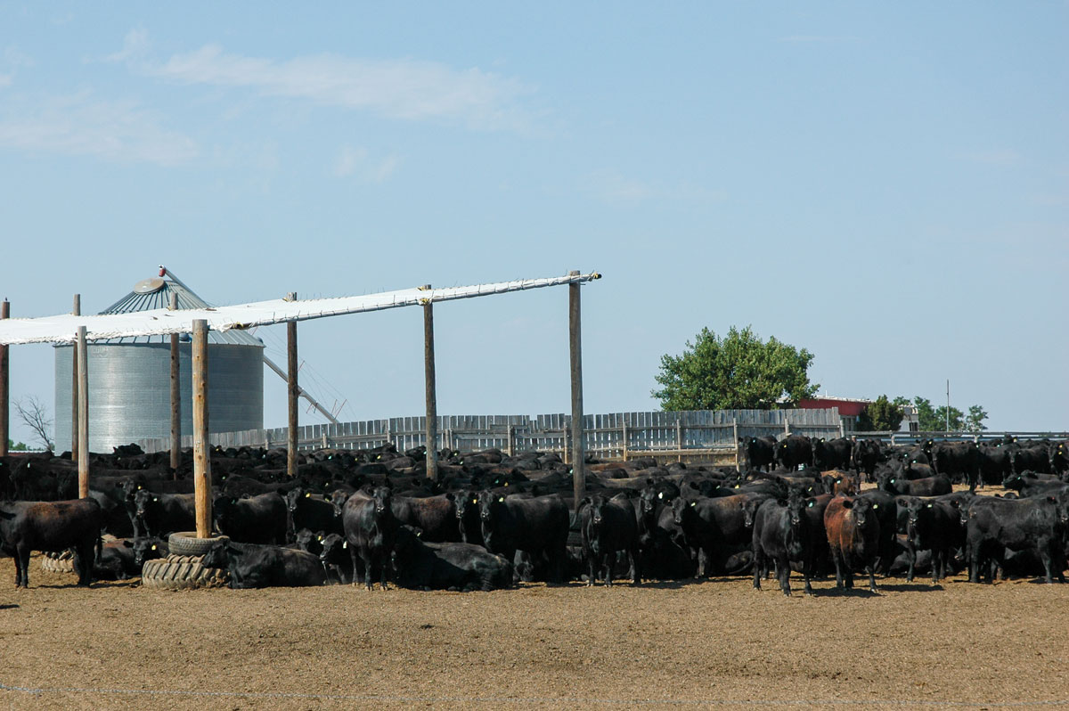 feedyard pen with shade structure