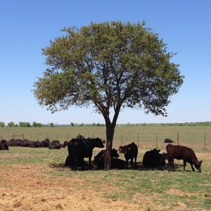 Cattlemen and restaurateurs gathered at Bodey Langford’s ranch near Lockhart, Texas.