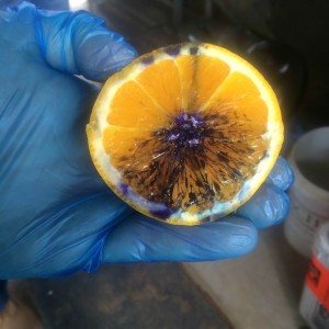 The subcutaneous shot given to the orange left no damage, where they dye remains in the peel but the purple dye through the "meat" represents what would become a lesion. 