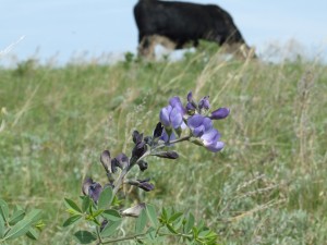 Blue indigo, the plant pictured above, is used by Debbie as an indicator of good pasture health.