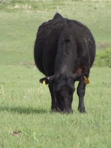Nutrition for grazing cattle is especially important during late spring to get body condition scores where they need to be for breeding.