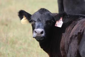 Milking ability is another trait selected by Adams. I'd say this calf approves!
