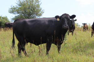 "Make a cow first and the carcass will come," is the motto at TA Ranch.