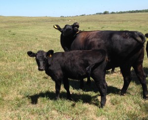 While momma goes after a pesky fly, daughter contemplates drier grass.