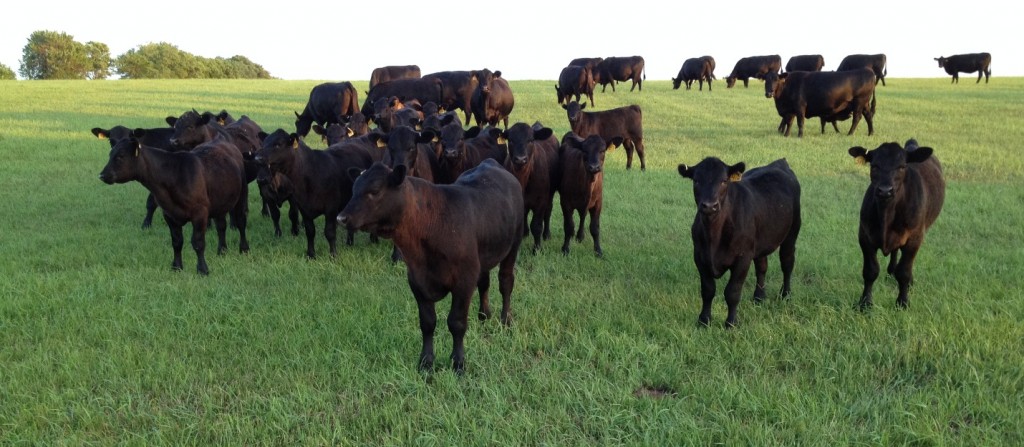 Calves doing well in early July