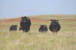 cows_in_field