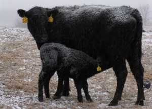 Warm milk keeps the chill away fine, but the first few hours can be critical.