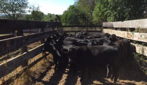 Weaning in September