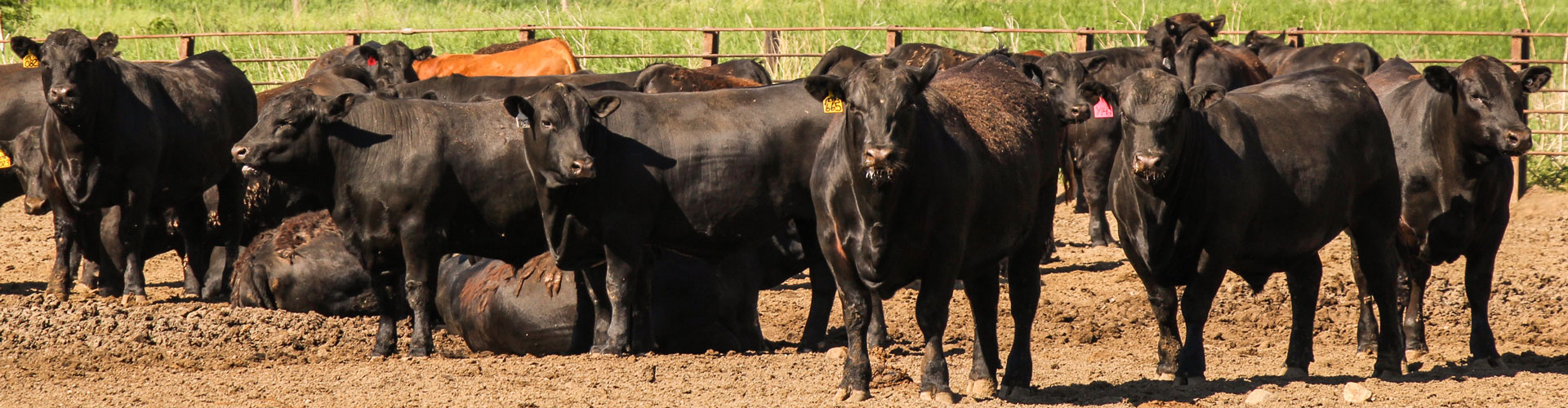 feedyard cattle in the sun