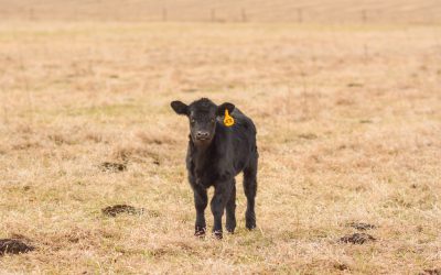 Our third blog-iversary (and the hits of 2013)