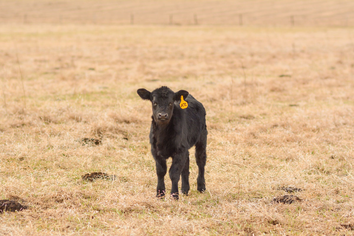 Angus calf