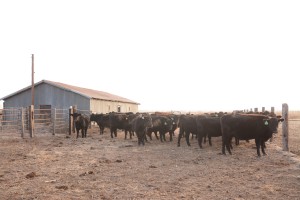 The first-calf heifers are housed at the same farm place as the newly weaned females.