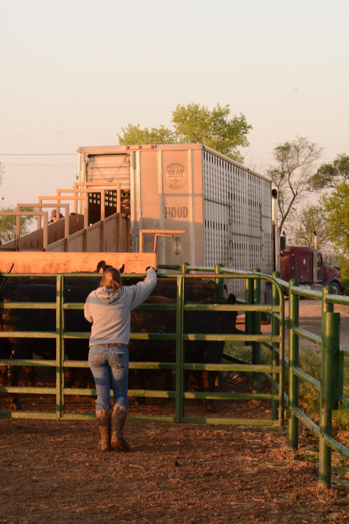 2015_05_18_mr_evert-steers-harvest-will-feed-137