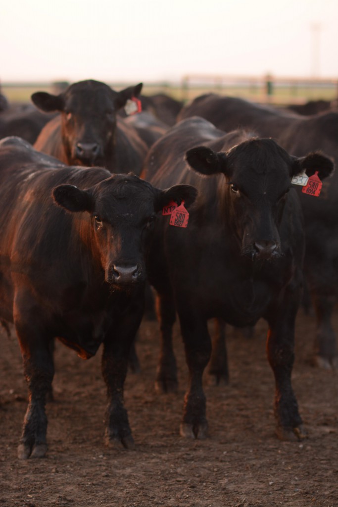 2015_05_18_mr_evert-steers-harvest-will-feed-98