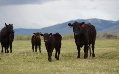 The ‘milk cow’ that changed a beef business
