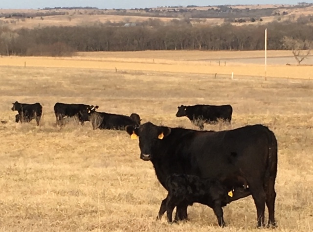 bull calf nursing