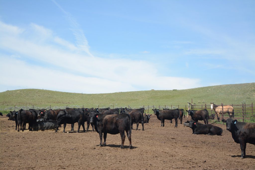 These ladies were ready for breeding season when I visited in May. 