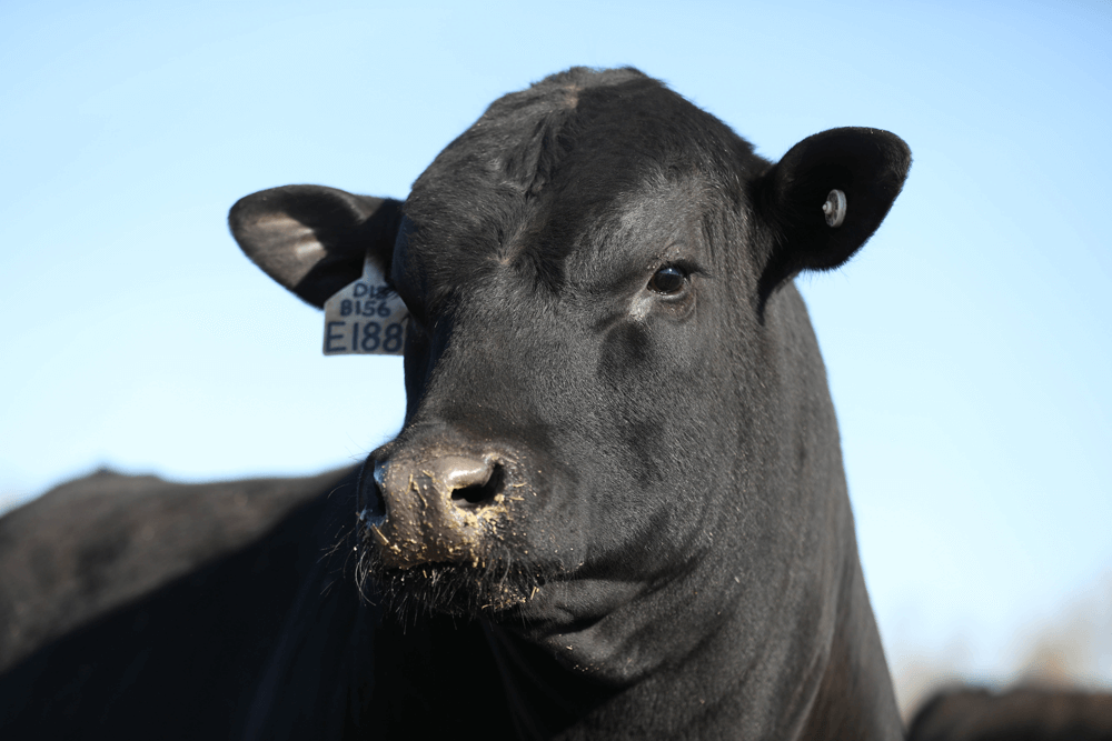 EPDs Explained - CAB Cattle