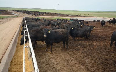 Fall carcass weights and CAB trends