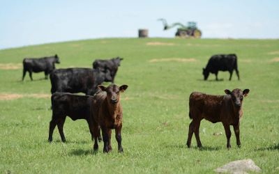 Building fences, cowherd, beef demand