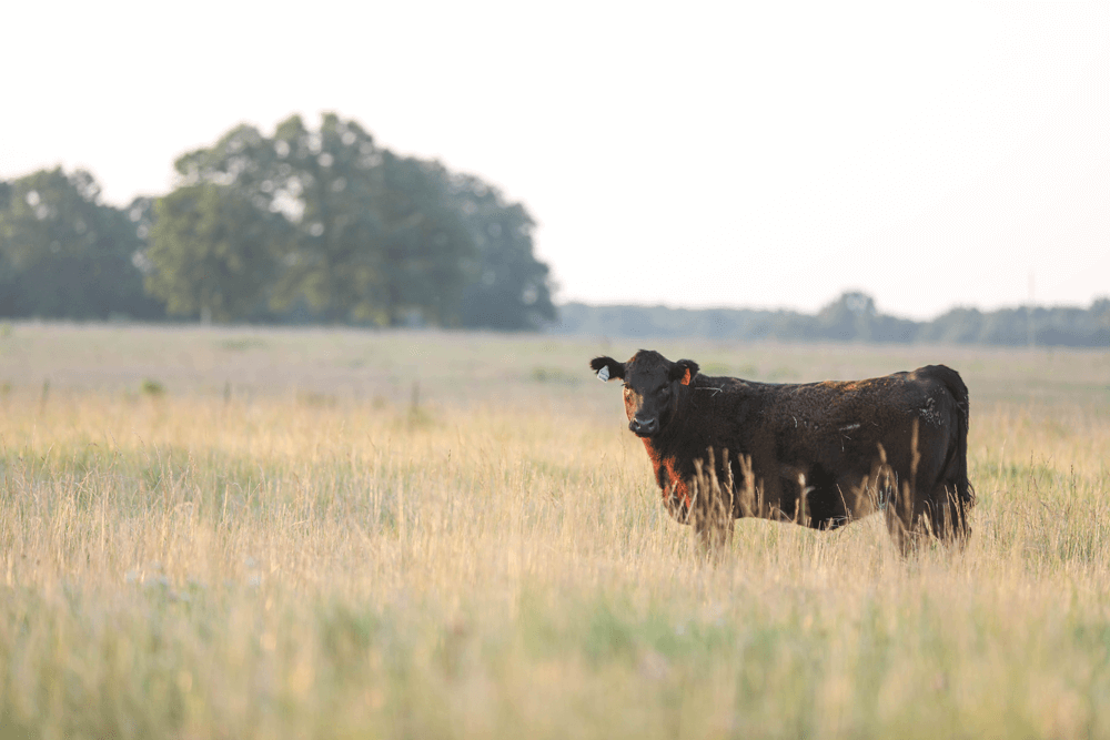 News release: Bigger, better beef herds