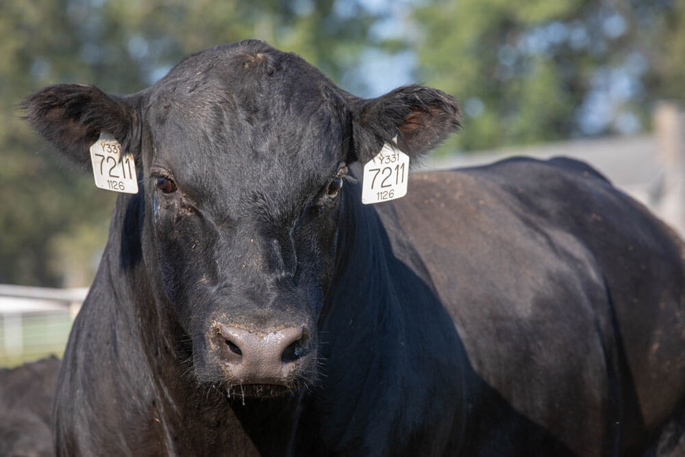 Sire Selection - CAB Cattle