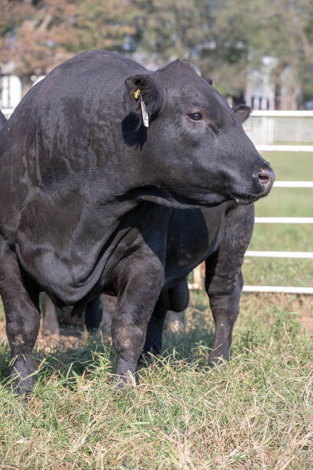 What makes a fed cattle qualify for Certified Angus Beef?