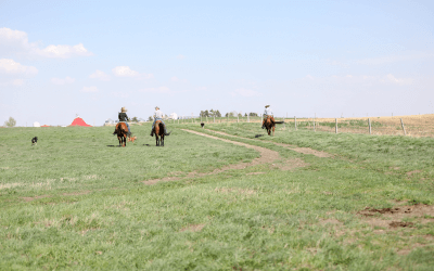 News Release: Lemoyne brings Canada focus to Certified Angus Beef LLC