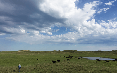 What costs more than buying hay?