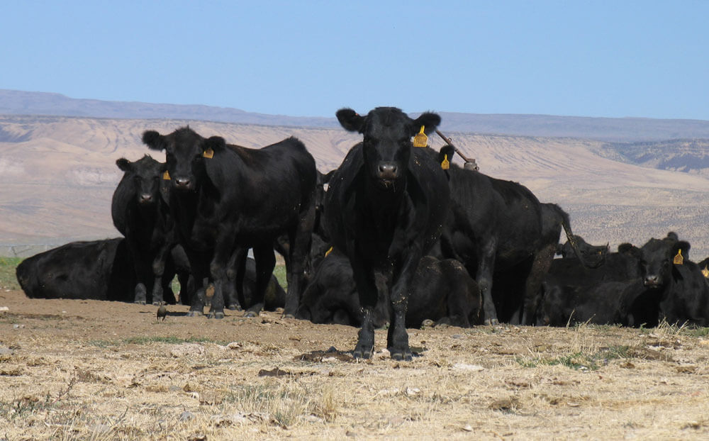 Following the Calves: A Florida weaning