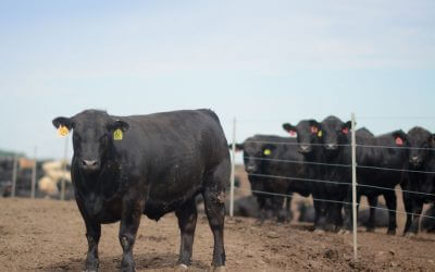 Certified Angus Beef Premiums Record High in 2021