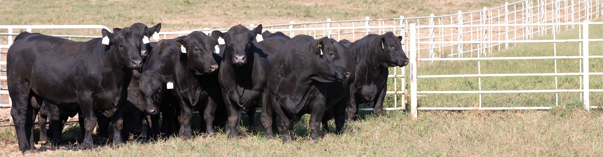 Select beef: Who wants it? - CAB Cattle