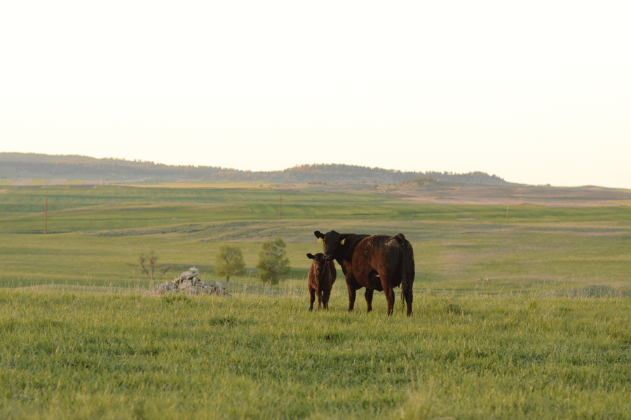 Beef’s a trip day 22: Grab hands, give thanks
