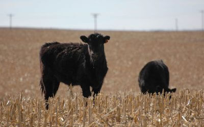 Weaning diet options