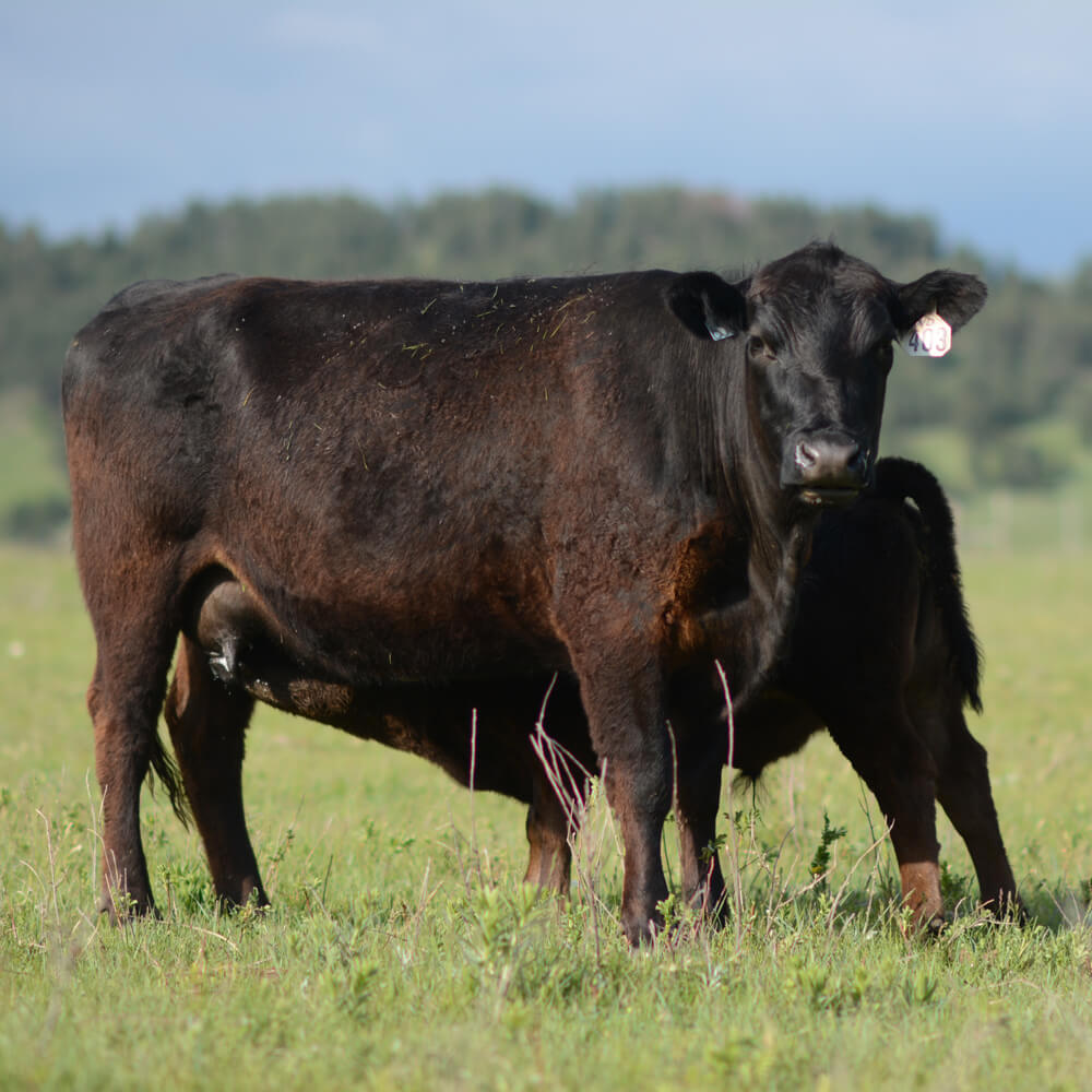 Marbling matters as weaning time approaches