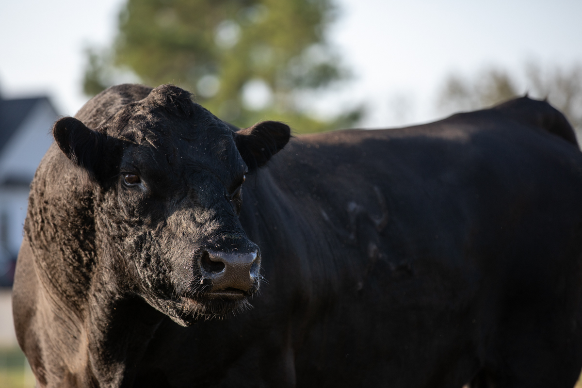 Angus Seedstock Marketing CAB Cattle