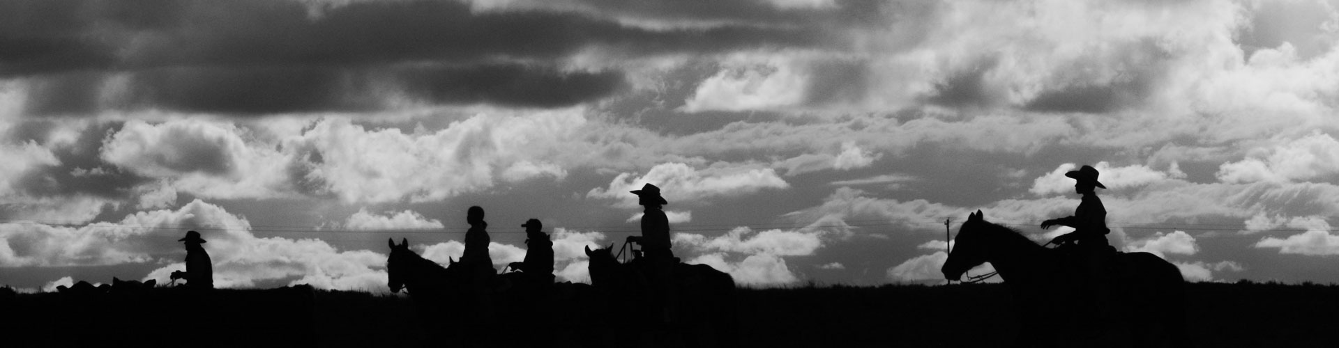 cowboy silhouettes moving cows 