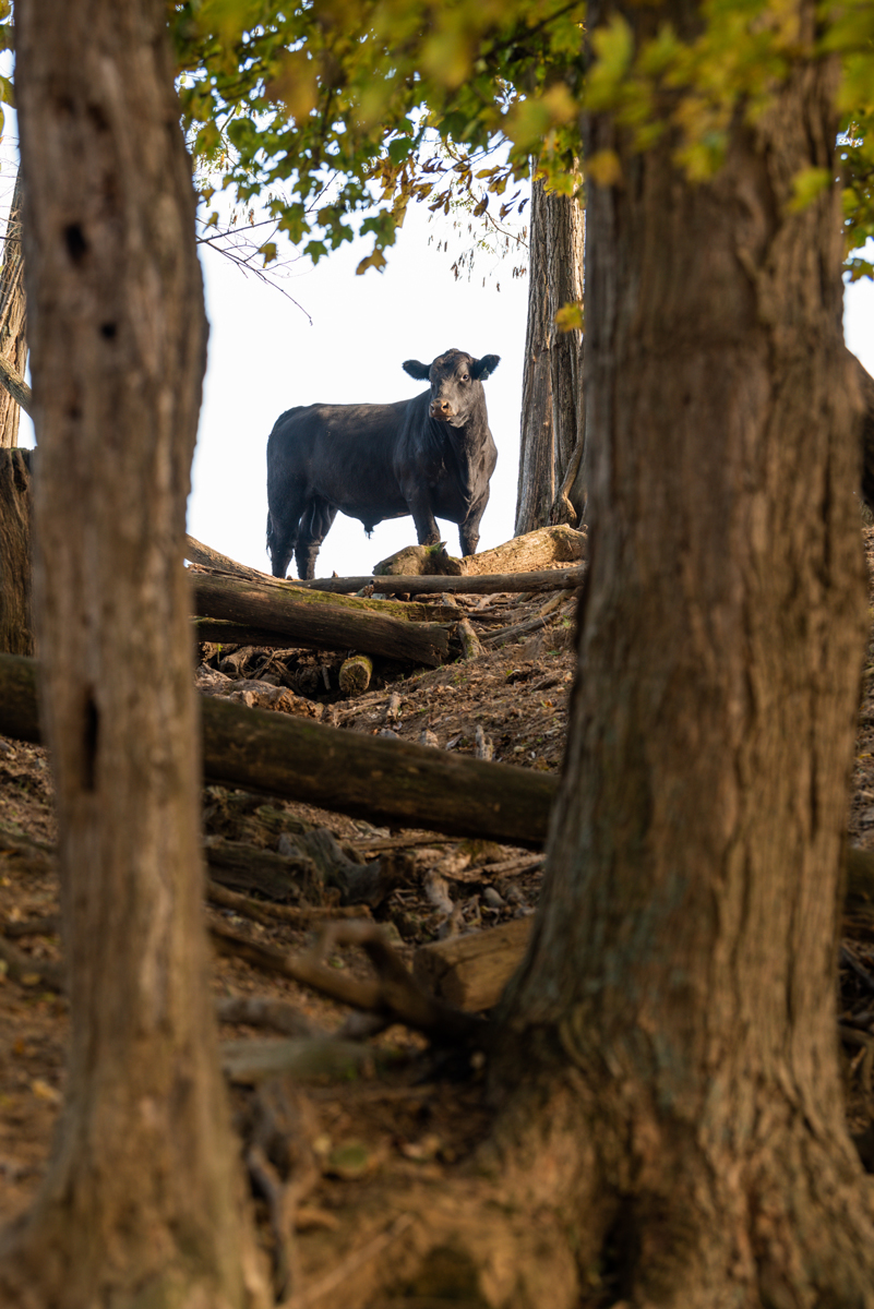 bull between trees