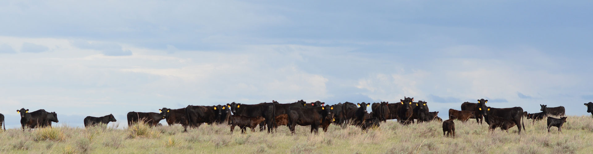 angus cows in pasture