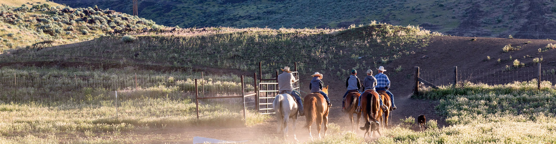 cowboys riding horses