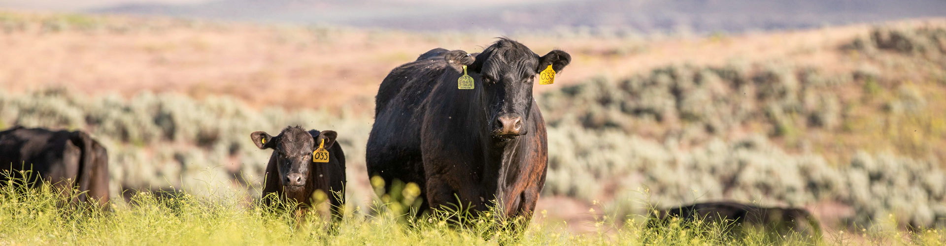 Angus cow calf pair