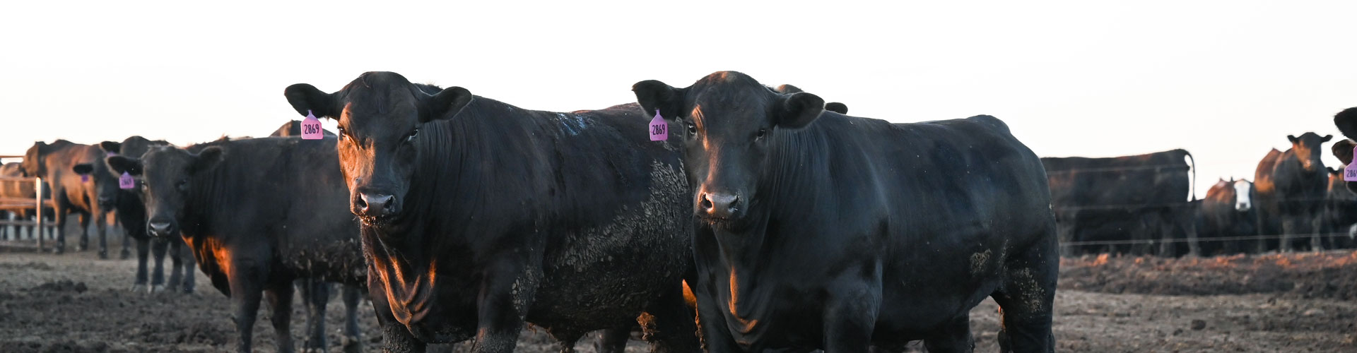 Degrees of Doneness - News from Certified Angus Beef brand