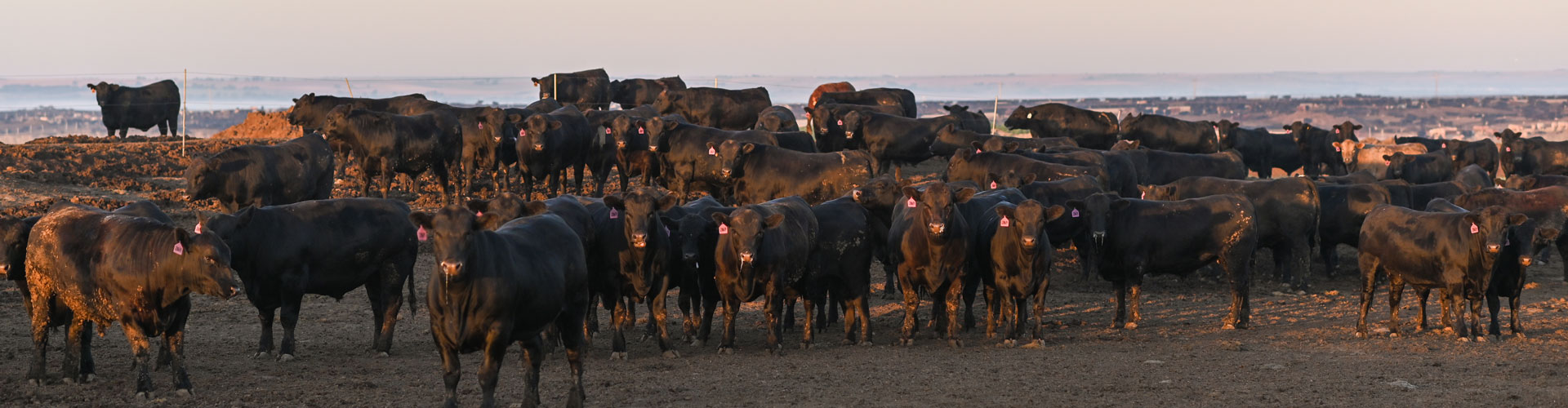 Angus cattle in a feedyard