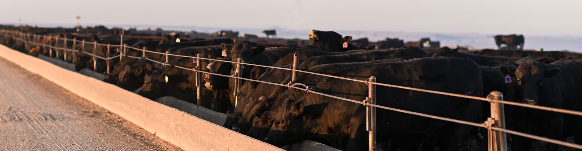 Angus steers at the feed bunk