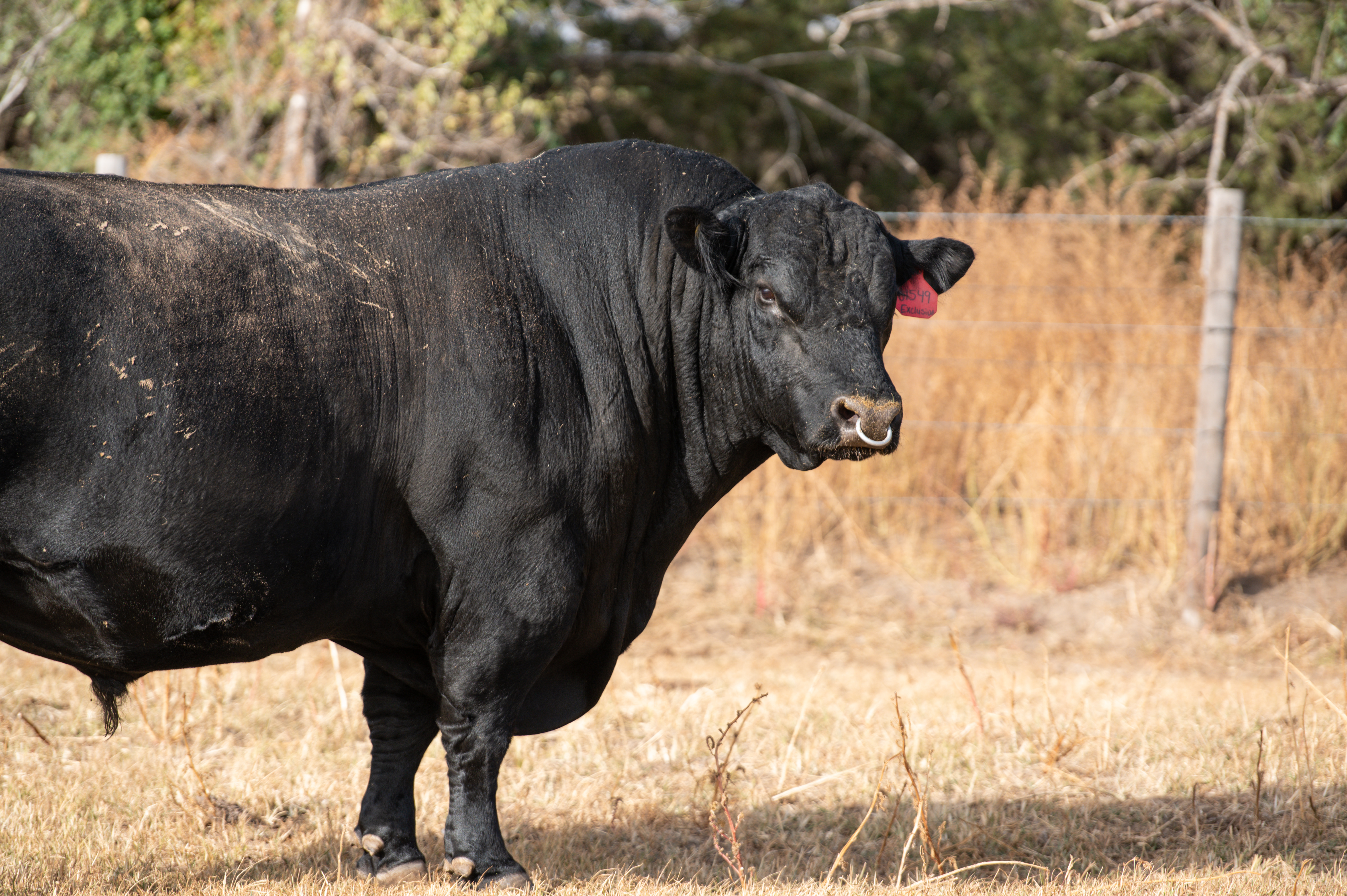 Are you a beef expert?