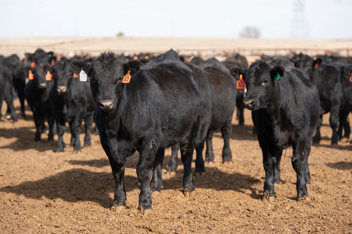 black angus cattle